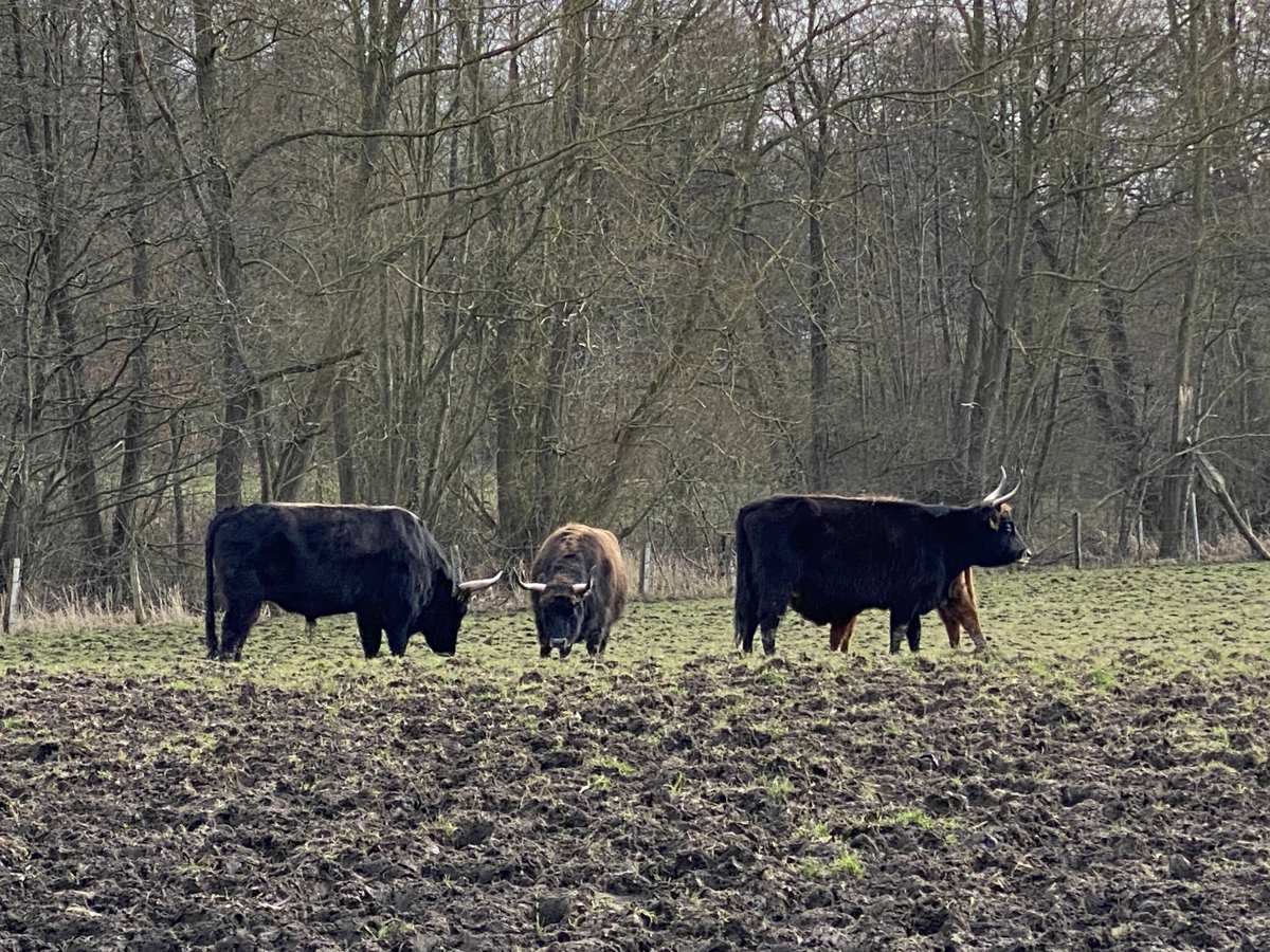 Aurochs on the pasture