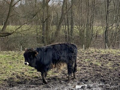 auroch calf