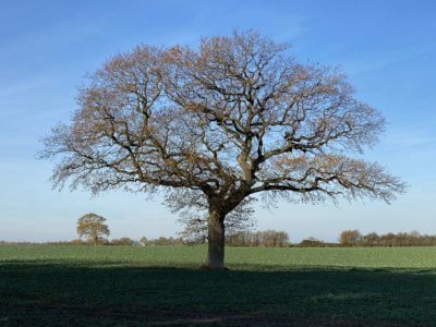 Tree in autumn near Bülk