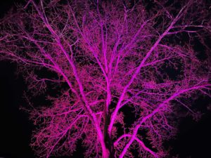 Beleuchteter Baum Kieler Lichtermeer