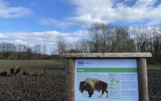 Bison in the Hasseldieksdamm animal enclosure