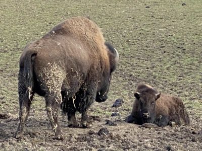 Bison with bison calf