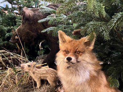Fox and wild boar hunting exhibition Gut Steinwehr