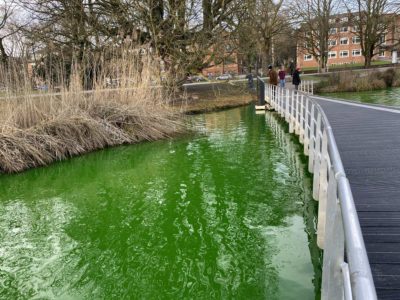 Grüner Farbstoff im Kleinen Kiel färbt Wasser