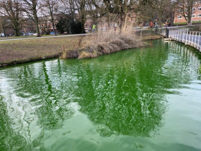 Grünes Wasser im Kleinen Kiel am 11.01.2021