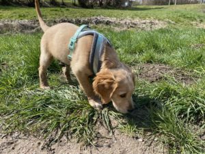 Golden Retriever Henry