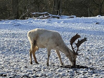 White deer in the Uhlenkrog animal enclosure