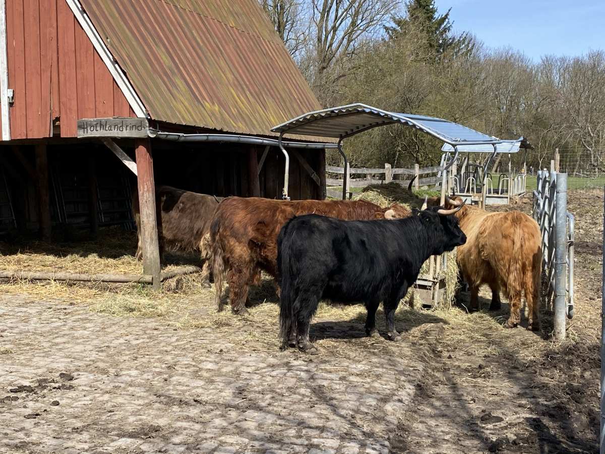 Highland cattle in Suchsdorf animal enclosure