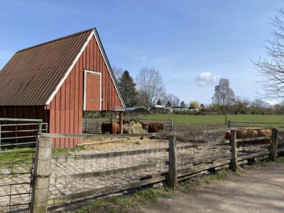 Futterstelle Hochlandrinder Tiergehege Suchsdorf