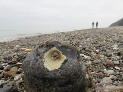 Adder stone at the beach of the Baltic Sea