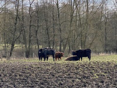 Aurochs on the pasture