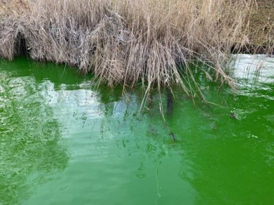 Grünes Wasser im Kleinen Kiel