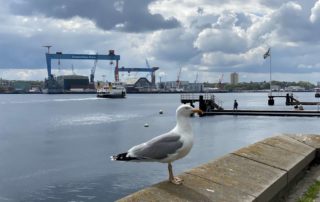 Seagull on the Kiel line on the Kiel Fjord