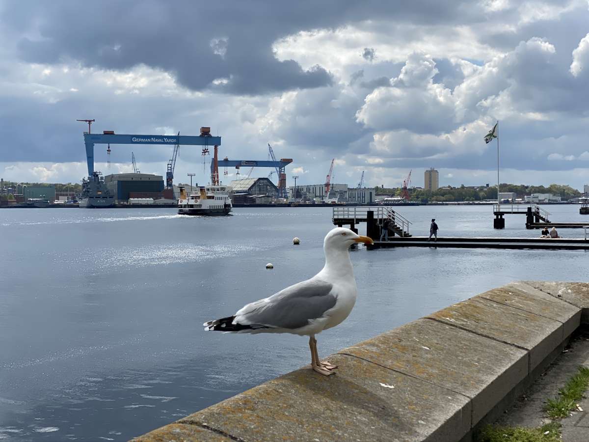 Seagull on the Kiel line on the Kiel Fjord