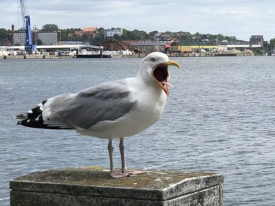 Seagull on the Kiel Fjord