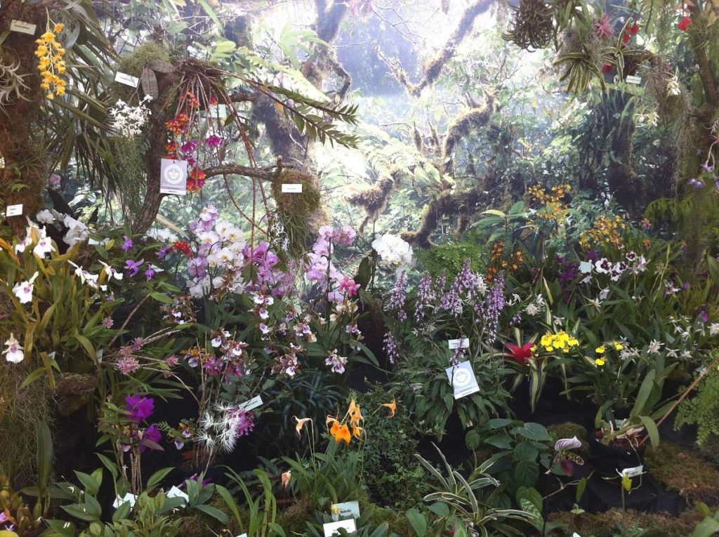 Orchideenschau Botanischer Garten Kiel We love Kiel