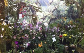Orchid show at the Botanical Garden in Kiel