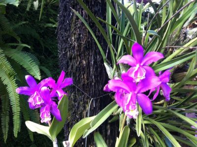 Orchideenschau Botanischer Garten Kiel