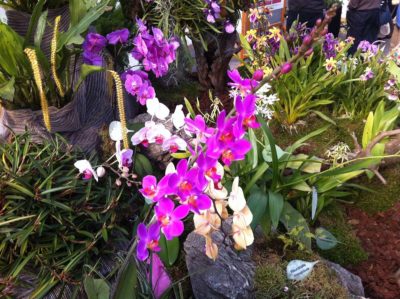 Orchideenschau Botanischer Garten Kiel