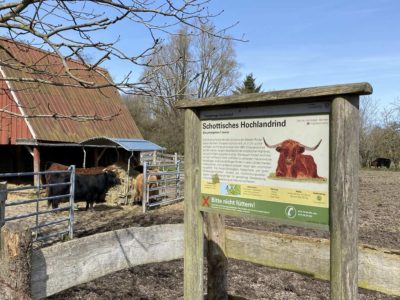 Schottische Hochlandrinder Tiergehege Suchsdorf