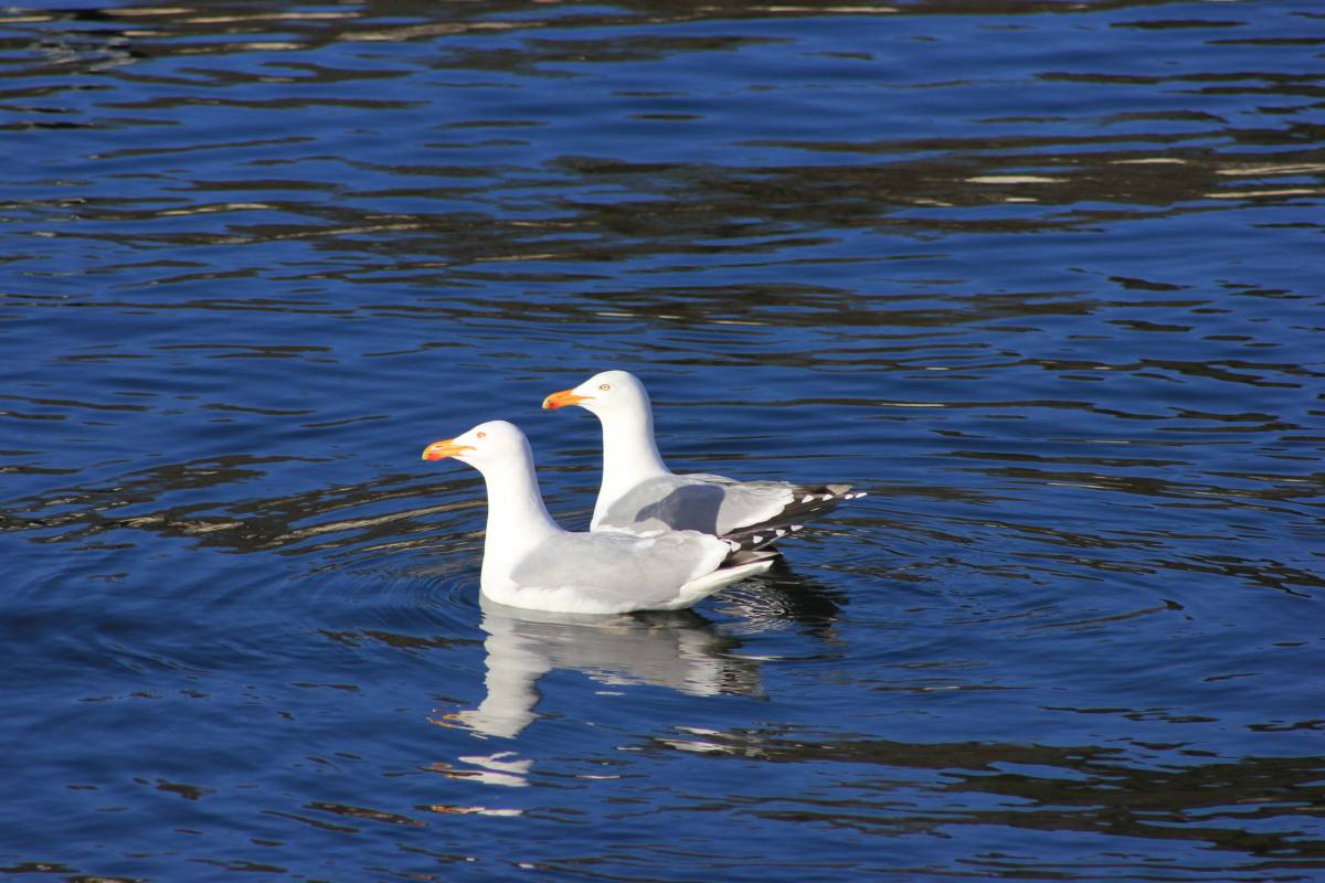 Seagull on the fjord