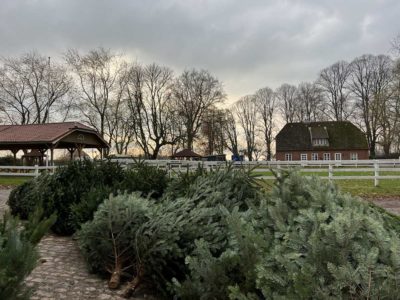 Christmas tree sale Gut Steinwehr