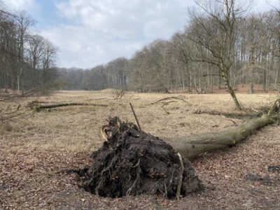 Tiergehege Tannenberg umgestürzter Baum