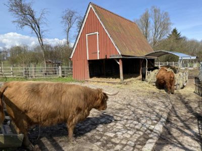 Tiergehege Suchsdorf Schottisches Hochlandrinder