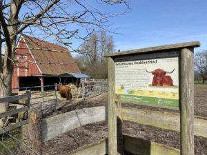 Tiergehege Suchsdorf Schottisches Hochlandrind