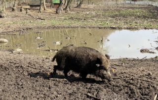 Animal enclosure Tannenberg wild boar