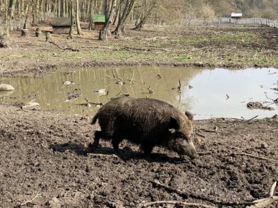 Tiergehege Tannenberg Wildschwein