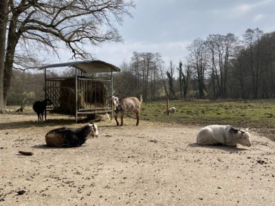 Tiergehege Tannenberg Ziegen