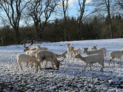 Animal enclosure Uhlenkrog white fallow deer