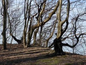 Wald Steilküste Dänisch-Nienhof