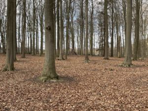 Wald Tiergehege Tannenberg