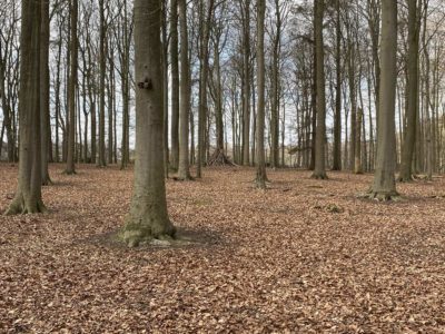 Wald Tiergehege Tannenberg