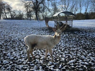 White fallow deer