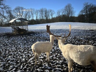 White fallow deer and hind