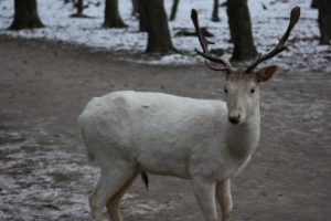 Weißer Hirsch im Projensdorfer Gehölz