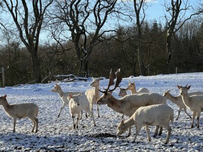 White fallow deer