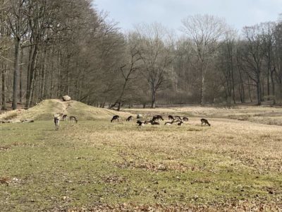 Wild auf der Lichtung