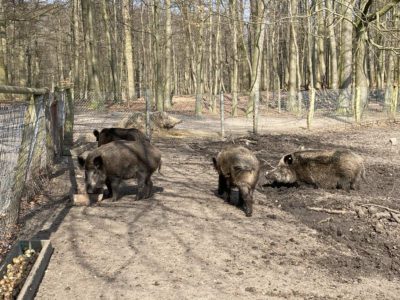 Wildschweine Tiergehege Tannenberg