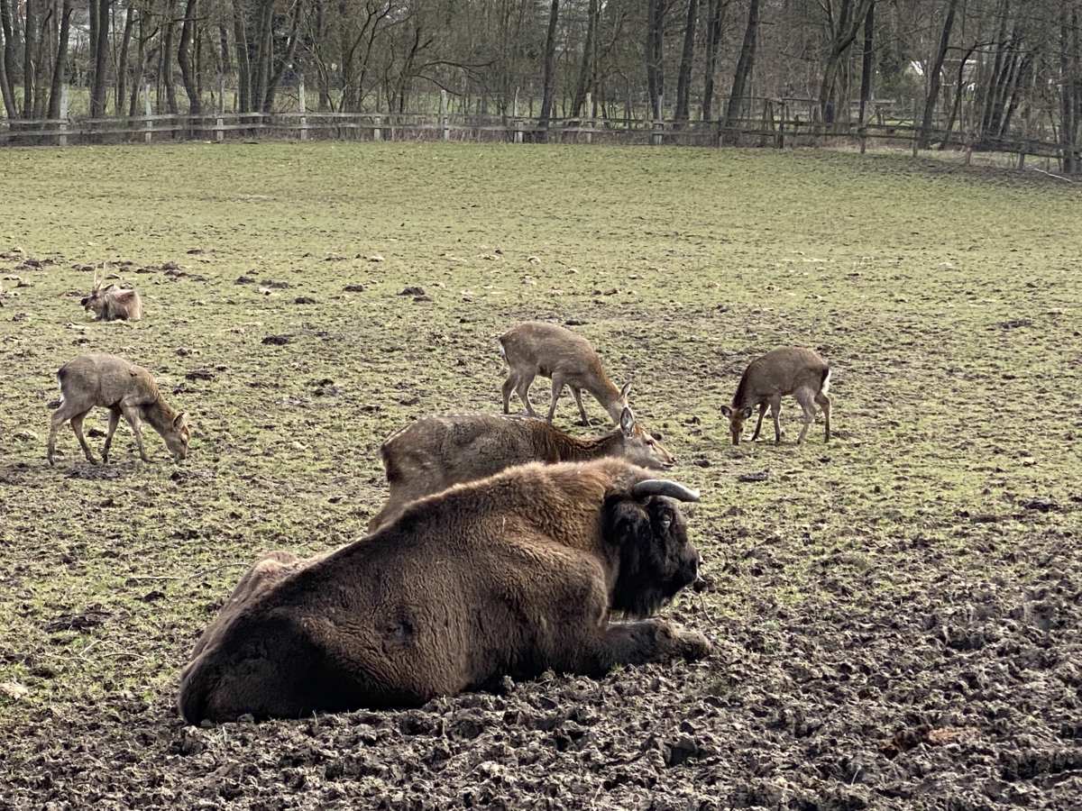 Bison and sika deer in the Hasseldieksdamm animal enclosure