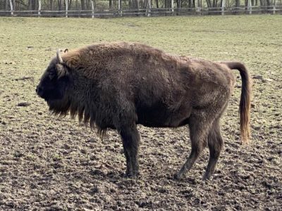 Bison animal enclosure Hasseldieksdamm