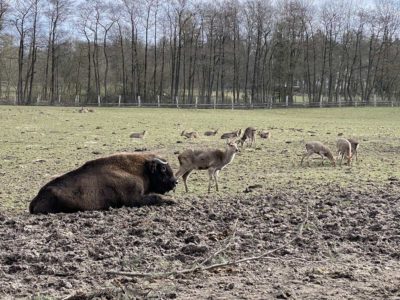 Bison and sika deer in the Hasseldieksdamm animal enclosure