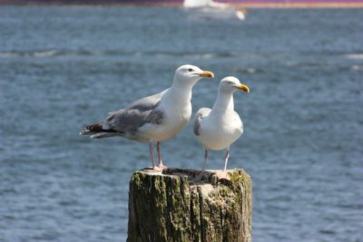 2 seagulls on the Kiel Fjord