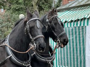 Zwei schwarze Pferde Pferdekutsche Kieler Umschlag