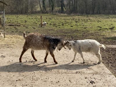 Ziegen im Tiergehege Tannenberg